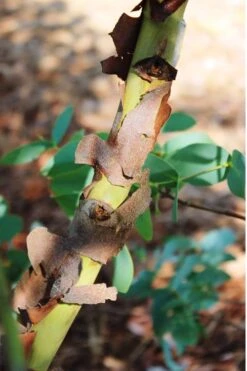 Sheila Cold Hardy Eucalyptus Tree (Eucalyptus Stellulata) - Quart Pot 22 Sheila Cold Hardy Eucalyptus Tree (Eucalyptus Stellulata) - Quart Pot -Wilson Bros Gardens Eucalyptus Sheila 9