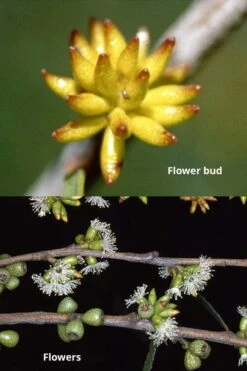 Skinny Minny Hardy Eucalyptus Tree (Eucalyptus Moorei) - Quart Pot -Wilson Bros Gardens Eucalyptus Skinny Minny 1 1