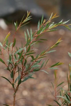 Skinny Minny Hardy Eucalyptus Tree (Eucalyptus Moorei) - Quart Pot -Wilson Bros Gardens Eucalyptus Skinny Minny 2 1