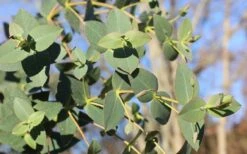 Cab Sav Cold Hardy Eucalyptus Tree (Eucalyptus Rubida) - Quart Pot 10 Cab Sav Cold Hardy Eucalyptus Tree (Eucalyptus Rubida) - Quart Pot -Wilson Bros Gardens Eucalyptus Tree Cab Sav Rubida 2