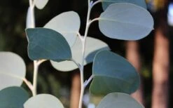 Mappa Tassie Cold Hardy Eucalyptus Tree (Eucalyptus Pauciflora) - 3 Quart Pot -Wilson Bros Gardens Eucalyptus Tree Mappa Tassie Pauciflora Snow Gum 2