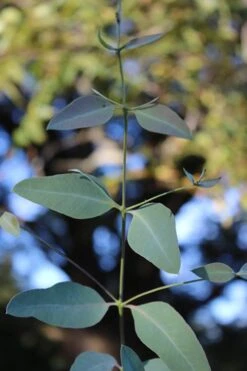 Grace Cold Hardy Eucalyptus Tree (Eucalyptus Elliptica) - 1 Gallon Pot -Wilson Bros Gardens Eucalytptus Grace BS