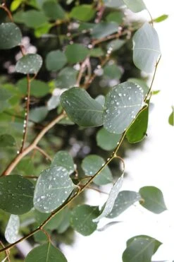 Lucky Country Cold Hardy Eucalyptus Tree (Eucalyptus Camphora) - Quart Pot -Wilson Bros Gardens Eucalytptus Lucky Country BS 2