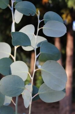Mappa Tassie Cold Hardy Eucalyptus Tree (Eucalyptus Pauciflora) - 3 Quart Pot -Wilson Bros Gardens Eucalytptus Mappa Tassie BS 2