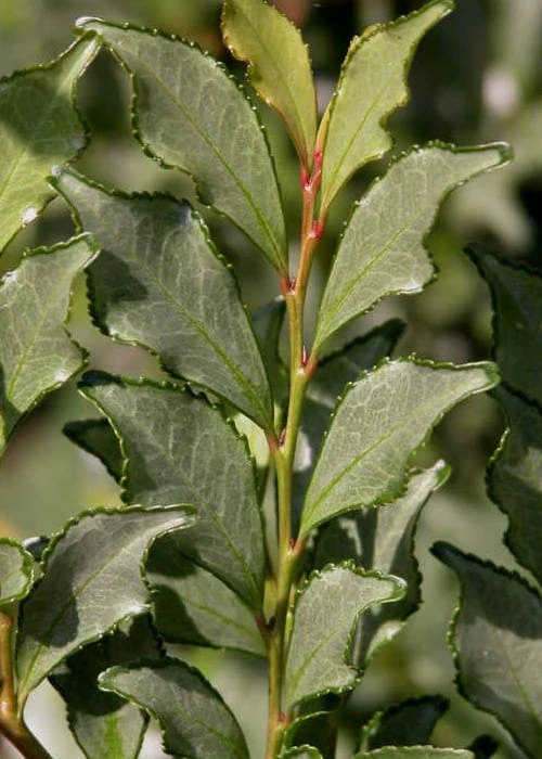 Eurya Japonica 'Moutiers' - 3 Gallon Pot 6 Eurya Japonica 'Moutiers' - 3 Gallon Pot - Image 4