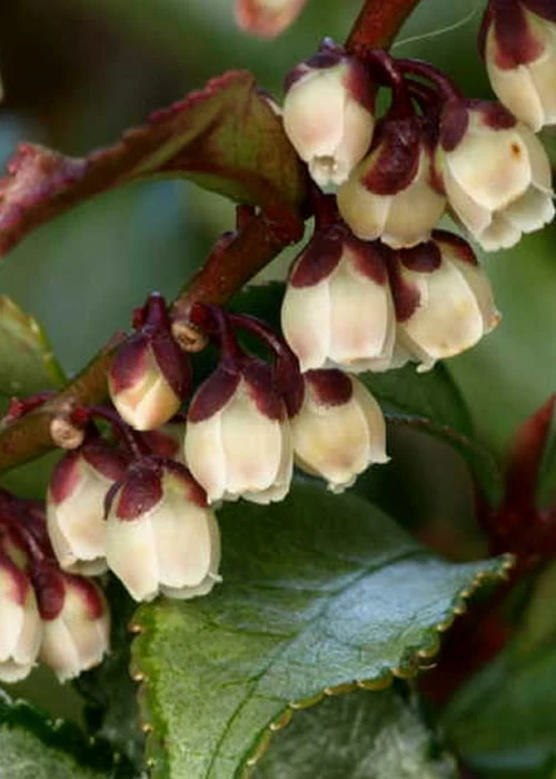 Eurya Japonica 'Moutiers' - 3 Gallon Pot 3 Eurya Japonica 'Moutiers' - 3 Gallon Pot