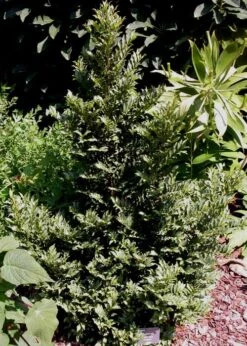 Eurya Japonica 'Moutiers' - 3 Gallon Pot 14 Eurya Japonica 'Moutiers' - 3 Gallon Pot -Wilson Bros Gardens Eurya Japonica Moutiers 3