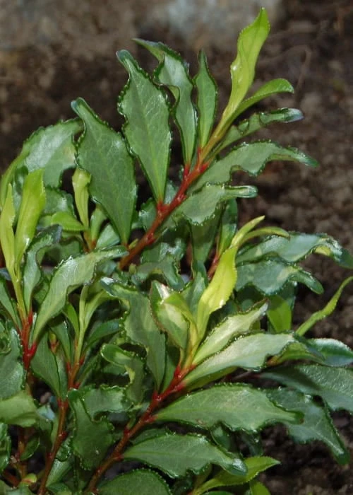 Eurya Japonica 'Moutiers' - 3 Gallon Pot 8 Eurya Japonica 'Moutiers' - 3 Gallon Pot - Image 6