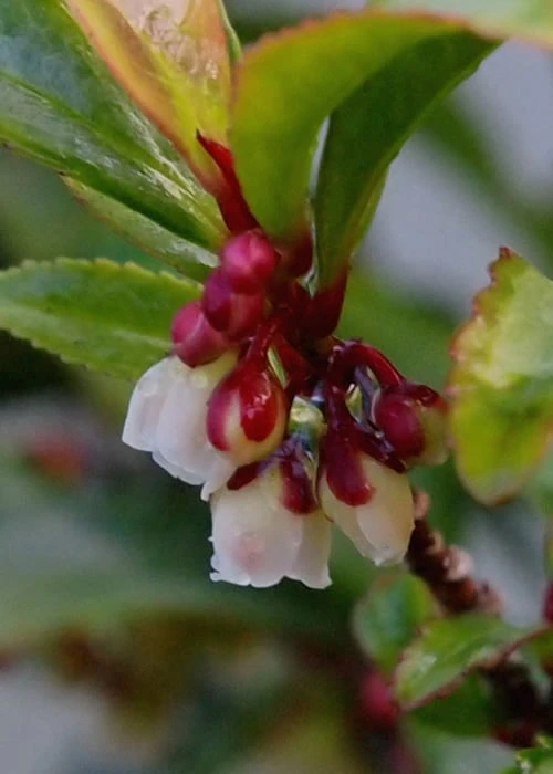 Eurya Japonica 'Moutiers' - 3 Gallon Pot 10 Eurya Japonica 'Moutiers' - 3 Gallon Pot - Image 8
