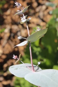 Maggie Cold Hardy Eucalyptus Tree (Eucalyptus Nova Anglica) - 3 Quart Pot 11 Maggie Cold Hardy Eucalyptus Tree (Eucalyptus Nova Anglica) - 3 Quart Pot -Wilson Bros Gardens Eusalyptus Maggie 1 500x750 4