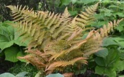 Autumn Fern (Dryopteris Erythrosora) - 5 Pack Of Quart Pots 12 Autumn Fern (Dryopteris Erythrosora) - 5 Pack Of Quart Pots -Wilson Bros Gardens Fern Autumn 1