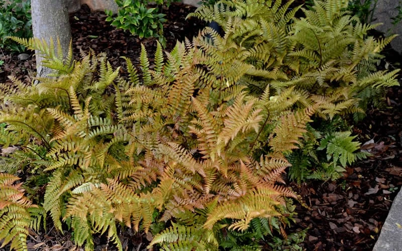 Autumn Fern (Dryopteris Erythrosora) - 5 Pack Of Quart Pots 7 Autumn Fern (Dryopteris Erythrosora) - 5 Pack Of Quart Pots - Image 5