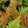 Autumn Fern (Dryopteris Erythrosora) - 5 Pack Of Quart Pots -Wilson Bros Gardens Fern Autumn 500x750 1