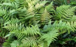 Autumn Fern (Dryopteris Erythrosora) - 5 Pack Of Quart Pots 15 Autumn Fern (Dryopteris Erythrosora) - 5 Pack Of Quart Pots -Wilson Bros Gardens Fern Autumn Summer