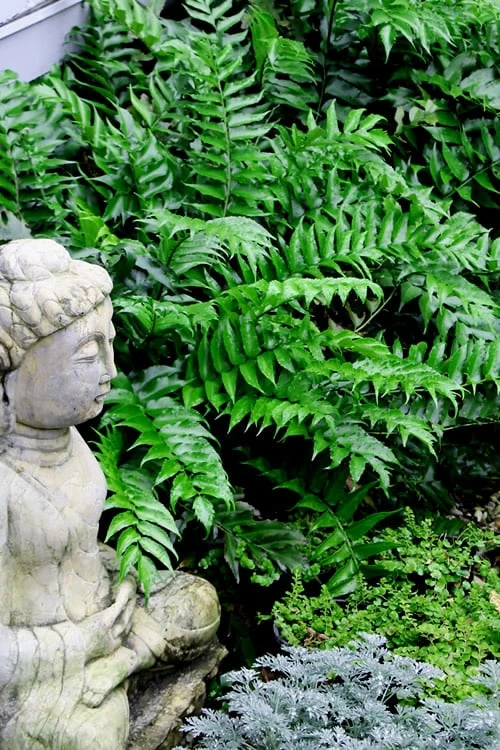 Japanese Holly Fern - Cyrtomium Falcatum 'Rochfordianum' - 2.5 Quart Pot 3 Japanese Holly Fern - Cyrtomium Falcatum 'Rochfordianum' - 2.5 Quart Pot