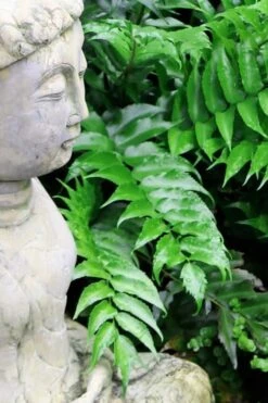 Japanese Holly Fern - Cyrtomium Falcatum 'Rochfordianum' - 2.5 Quart Pot 12 Japanese Holly Fern - Cyrtomium Falcatum 'Rochfordianum' - 2.5 Quart Pot -Wilson Bros Gardens Fern Japanese Holly 9