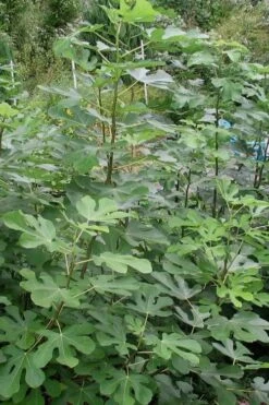 Black Mission Fig Tree - 3 Gallon Pot -Wilson Bros Gardens Fig Black Mission 5