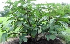Chicago Cold Hardy Fig Tree - 6 Pack Of 1 Gallon Pots -Wilson Bros Gardens Fig Chicago Cold Hardy 1