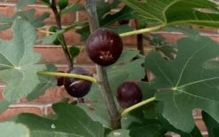 Chicago Cold Hardy Fig Tree - 6 Pack Of 1 Gallon Pots -Wilson Bros Gardens Fig Chicago Cold Hardy