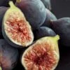 Chicago Cold Hardy Fig Tree - 6 Pack Of 1 Gallon Pots -Wilson Bros Gardens Fig Chicago Cold Hardy Rev 2 500x750 1