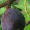 LSU Purple Fig Tree - 3 Gallon Pot 2 LSU Purple Fig Tree - 3 Gallon Pot -Wilson Bros Gardens Fig LSU Purple 500x750 1