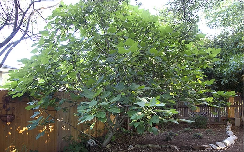 Texas Everbearing Fig Tree - 1 Gallon Pot 7 Texas Everbearing Fig Tree - 1 Gallon Pot - Image 5