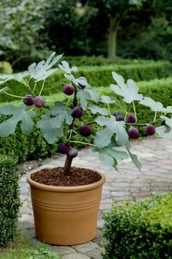 Texas Everbearing Fig Tree - 1 Gallon Pot 12 Texas Everbearing Fig Tree - 1 Gallon Pot -Wilson Bros Gardens Fig Texas Everbearing 13