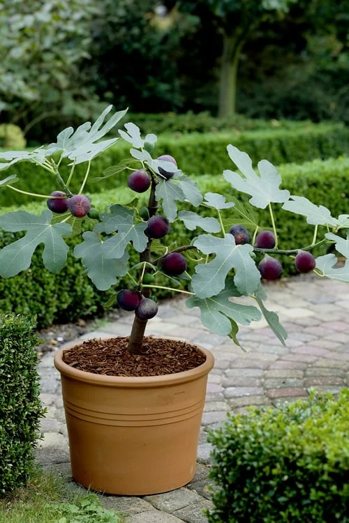 Texas Everbearing Fig Tree - 1 Gallon Pot 6 Texas Everbearing Fig Tree - 1 Gallon Pot - Image 4