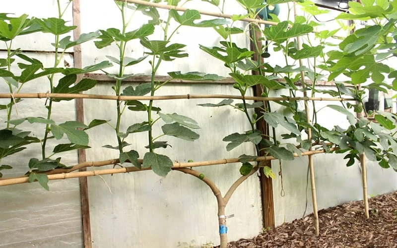 Texas Everbearing Fig Tree - 1 Gallon Pot 8 Texas Everbearing Fig Tree - 1 Gallon Pot - Image 6