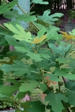 Texas Everbearing Fig Tree - 1 Gallon Pot 15 Texas Everbearing Fig Tree - 1 Gallon Pot -Wilson Bros Gardens Fig Texas Everbearing 7