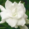 August Beauty Gardenia - 3 Gallon Pot 2 August Beauty Gardenia - 3 Gallon Pot -Wilson Bros Gardens Gardenia August Beauty 5 500x750 4