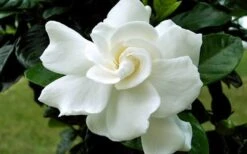 August Beauty Gardenia - 2.5 Quart Pot 12 August Beauty Gardenia - 2.5 Quart Pot -Wilson Bros Gardens Gardenia August Beauty Flower Closeup 4
