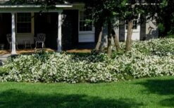 Radicans Creeping Dwarf Gardenia - 6 Pack Of 1 Gallon Pots -Wilson Bros Gardens Gardenia Creeping 20