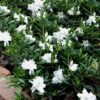 Radicans Creeping Dwarf Gardenia - 6 Pack Of 1 Gallon Pots 1 Radicans Creeping Dwarf Gardenia - 6 Pack Of 1 Gallon Pots -Wilson Bros Gardens Gardenia Creeping 22
