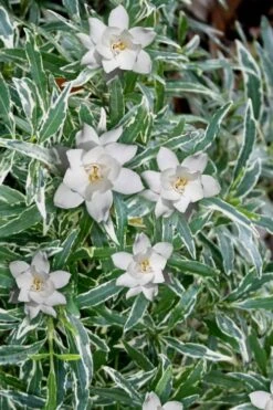 Variegated Creeping Dwarf Gardenia - 3 Gallon Pot