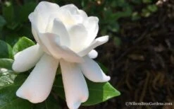 Crown Jewel Gardenia - 1 Gallon Pot -Wilson Bros Gardens Gardenia Crown Jewel 4