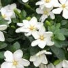 Hardy Fragrant Daisy Gardenia Bush - 6 Pack Of 1 Gallon Pots -Wilson Bros Gardens Gardenia Daisy 20 1