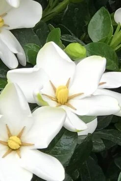 Hardy Fragrant Daisy Gardenia Bush - 2.5 Quart Pot -Wilson Bros Gardens Gardenia Daisy 21 3