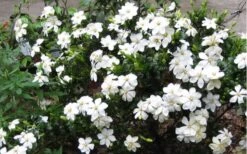 Hardy Fragrant Daisy Gardenia Bush - 1 Gallon Pot -Wilson Bros Gardens Gardenia Daisy Blooms 2