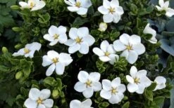 Hardy Fragrant Daisy Gardenia Bush - 2.5 Quart Pot -Wilson Bros Gardens Gardenia Daisy Blooms 4