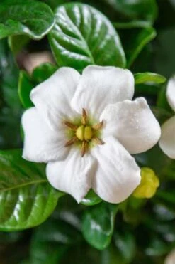 Diamond Spire Gardenia - 1 Gallon Pot 12 Diamond Spire Gardenia - 1 Gallon Pot -Wilson Bros Gardens Gardenia Diamond Spire 3 2