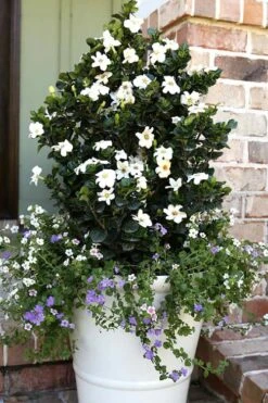 Diamond Spire Gardenia - 2 Gallon Pot -Wilson Bros Gardens Gardenia Diamond Spire 4