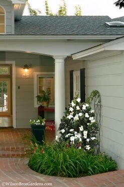 Diamond Spire Gardenia - 3 Gallon Pot 13 Diamond Spire Gardenia - 3 Gallon Pot -Wilson Bros Gardens Gardenia Diamond Spire 5 1