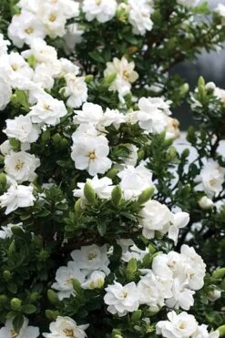 Double Mint Gardenia - 3 Gallon Pot -Wilson Bros Gardens Gardenia Double Mint 2 1