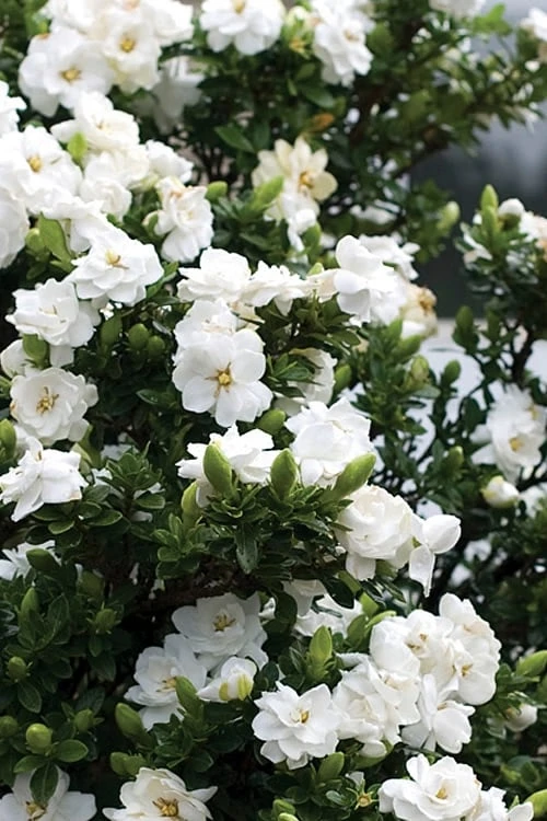 Double Mint Gardenia - 2 Gallon Pot 6 Double Mint Gardenia - 2 Gallon Pot - Image 4