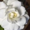 Double Mint Gardenia - 1 Gallon Pot -Wilson Bros Gardens Gardenia Double Mint 5 2