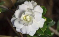 Double Mint Gardenia - 2 Gallon Pot 15 Double Mint Gardenia - 2 Gallon Pot -Wilson Bros Gardens Gardenia Double Mint 6 3