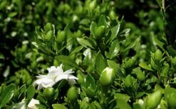 Double Mint Gardenia - 3 Gallon Pot -Wilson Bros Gardens Gardenia Double Mint 7 1