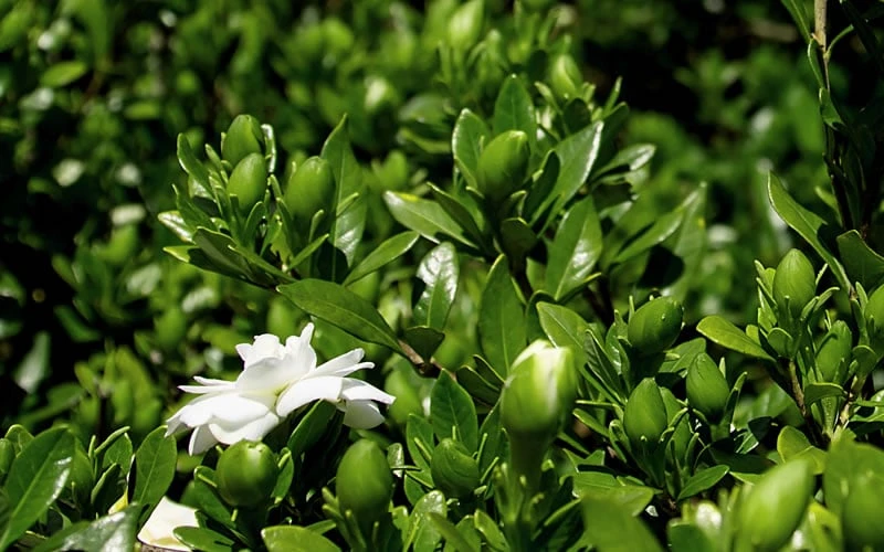 Double Mint Gardenia - 1 Gallon Pot 8 Double Mint Gardenia - 1 Gallon Pot - Image 6