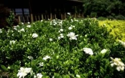 Double Mint Gardenia - 3 Gallon Pot -Wilson Bros Gardens Gardenia Double Mint 8 1